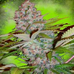 Cheese NL Autofloreciente Feminizada de Ministry Seeds