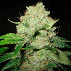 Caltrain Wreck Feminizada de Sagarmatha