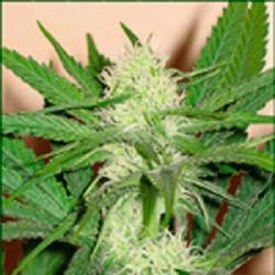 Cheeze Wreck Feminizada de Sagarmatha