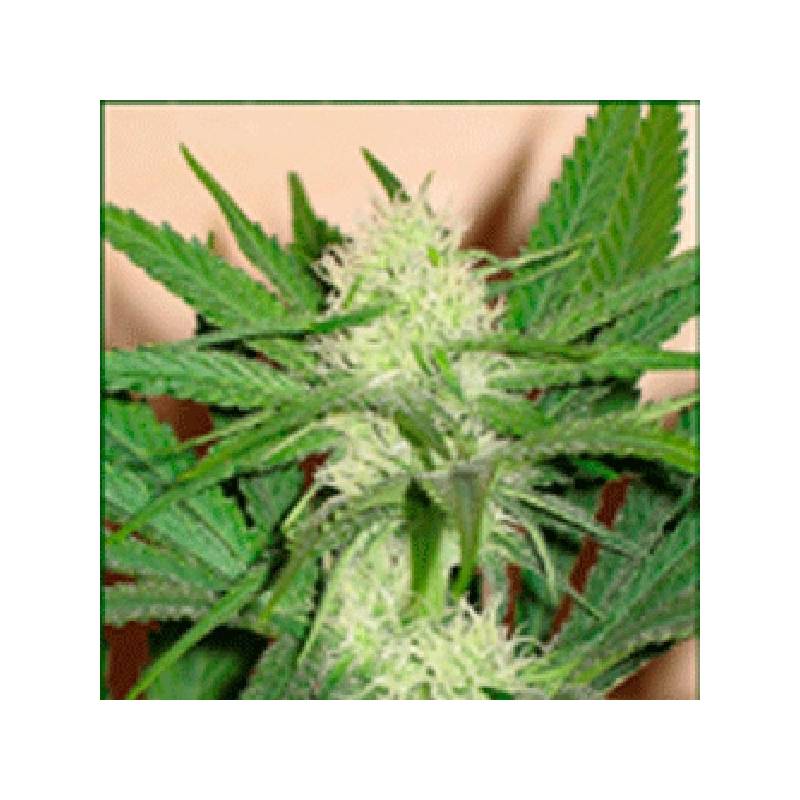 Cheeze Wreck Feminizada de Sagarmatha