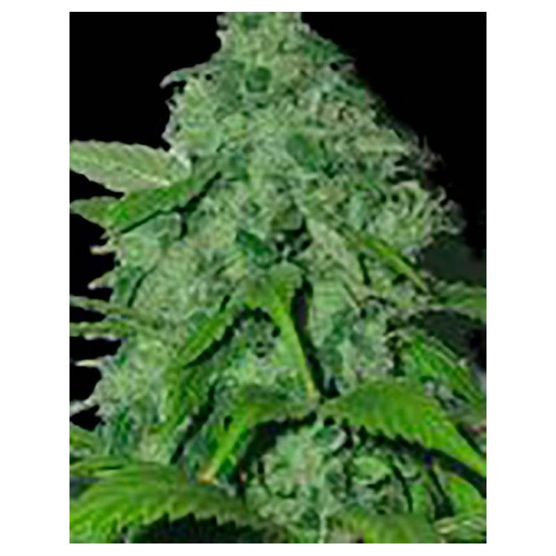 Peak 19 Regular de Sagarmatha