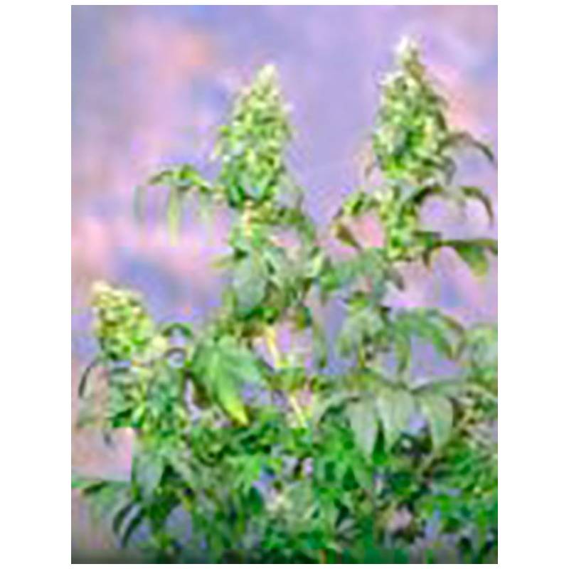 Yumbolt Feminizada Sagarmatha Feminizada de Sagarmatha