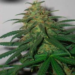 Skunk N1 Regular de Dutch Passion