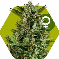 Green AK XL Feminizada de Zambeza Seeds