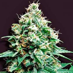 Kush Bomb Regular de Bomb Seeds