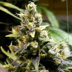 K.C. 39 Regular de K.C. Brains