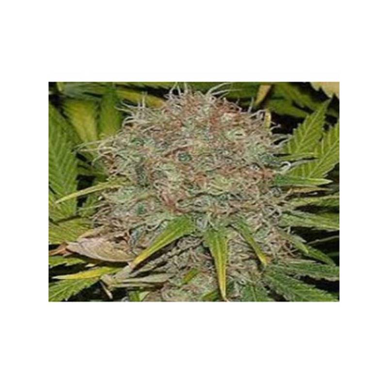 Matanuska Tundra Feminizada de Sagarmatha