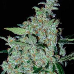 Purple Mexican Feminizada de Cannabiogen Seeds