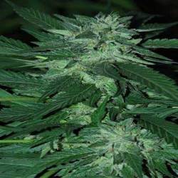 Bubba Delight Feminizada de Cannabiogen Seeds