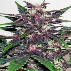 Dark Purple Autofloreciente Feminizada de Delicious