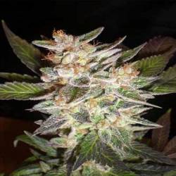 Delicious Candy Autofloreciente Feminizada de Delicious