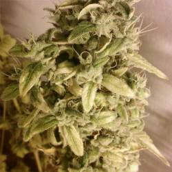 Unknow Kush Regular de Delicious