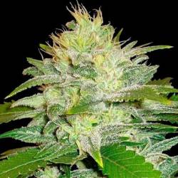 Original Juan Herer Regular de Delicious