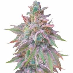 Unknow Kush (Indica Line) Feminizada de Delicious