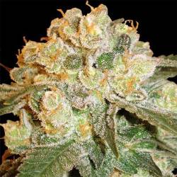 Marmalate Regular de Delicious