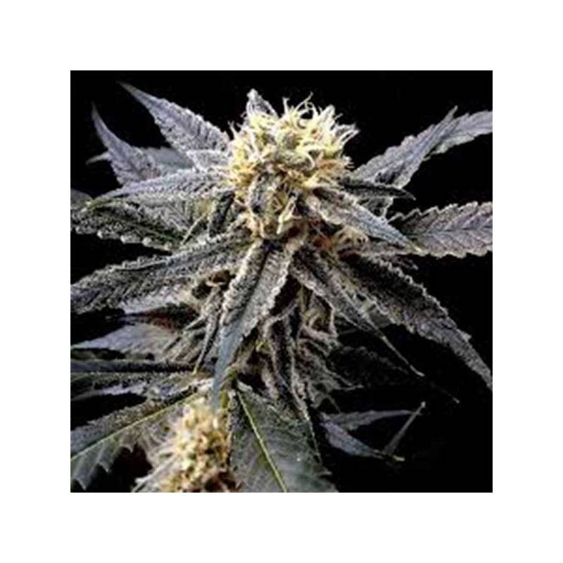 Strawberry Banana Feminizada de DNA Genetics