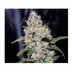 Gorilla Glue Autofloreciente Feminizada de Fastbuds Seeds