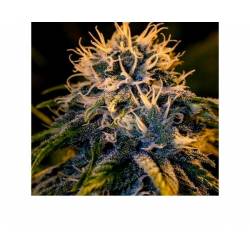 Chizpa Feminizada de Positronics