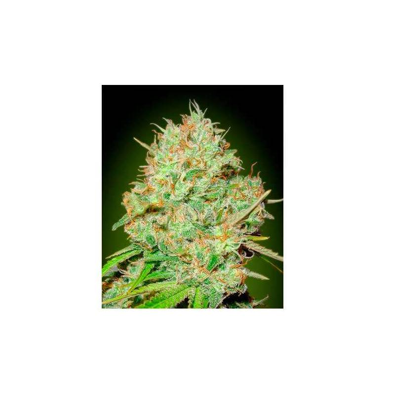 Shark Widow CBD Blister x 1 Feminizada de Advanced Seeds