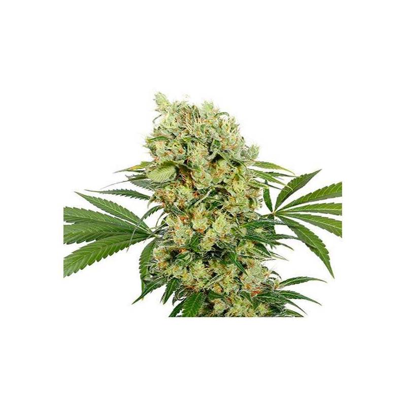 Medikit CBD (Blister) Feminizada de Buddha Seeds