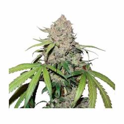 Charlotte's Angel CBD Feminizada de Dutch Passion