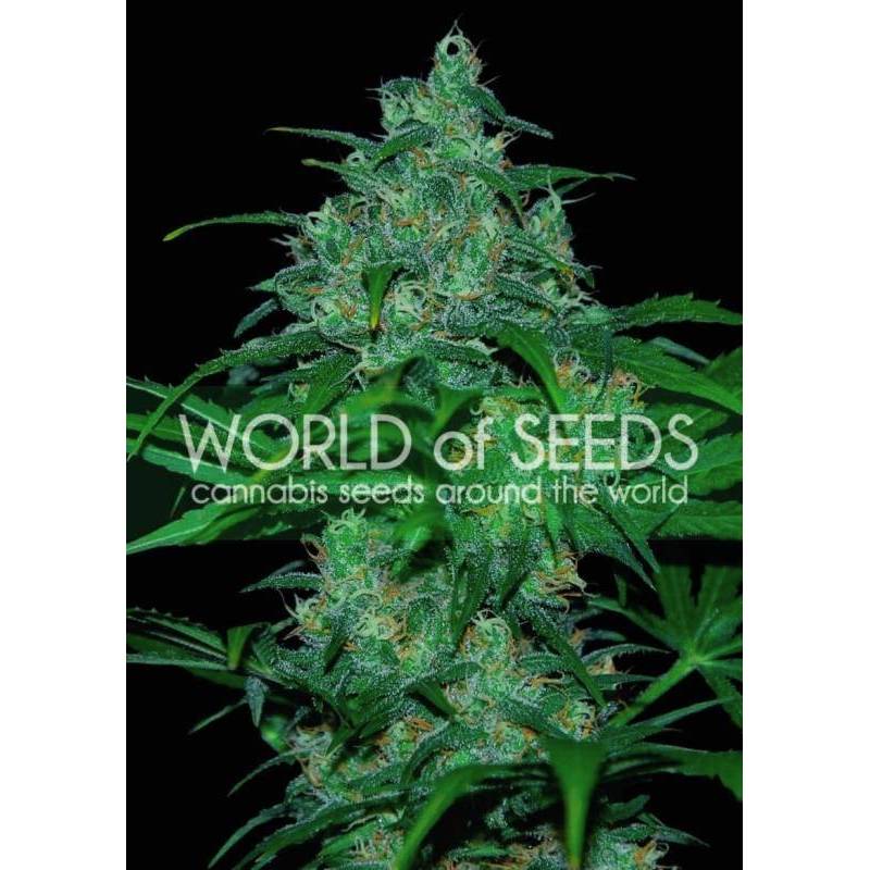 Wild Thailand (Pure Origin Collection) Feminizada de World Of