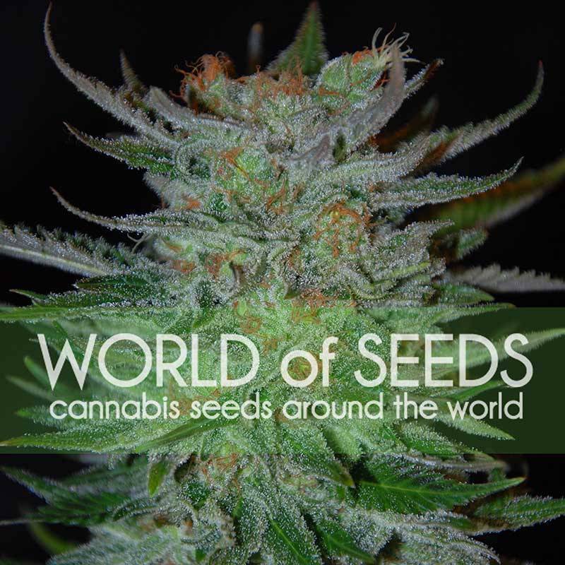 New York 47 (Legend Collection) Feminizada de World Of Seeds