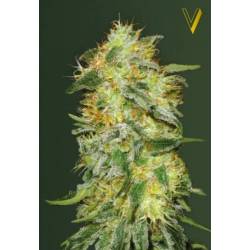 Original Limonade Skunk Feminizada de Victory Seeds