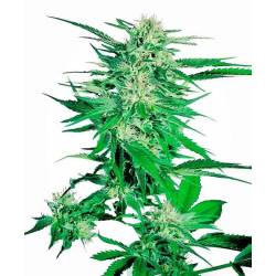 Big Bud Feminizada de Sensi Seeds