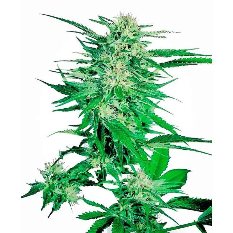 Big Bud Feminizada de Sensi Seeds