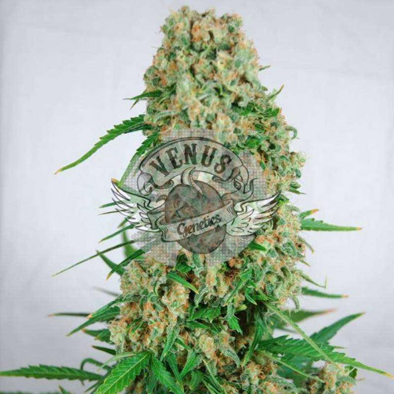 Viuda Blanca Feminizada de Venus Genetics