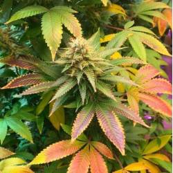 Mix Autofloreciente Regular de Top Tao Seeds