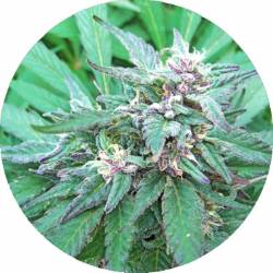 Blueberry Crystal Regular de Top Tao Seeds