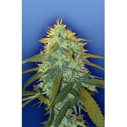 Skunk 1 Feminizada de The Flying Dutchmen