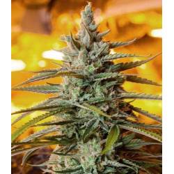 Northern Light Autofloreciente Feminizada de The Bulldog Seeds