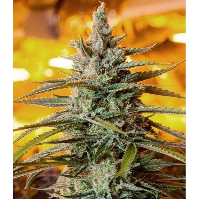 Northern Light Autofloreciente Feminizada de The Bulldog Seeds