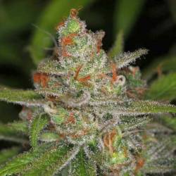 Jack Straw Regular de Tga-Subcool