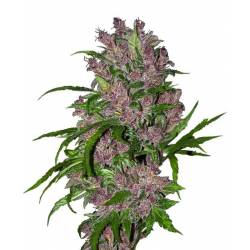 Purple Bud Autofloreciente Feminizada de Sensi White Label