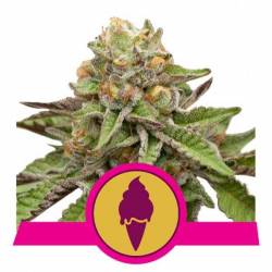 GREEN GELATO FEMINIZADA de Royal Queen