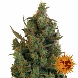 Blueberry Cheese Autofloreciente Feminizada de Barney's Farm