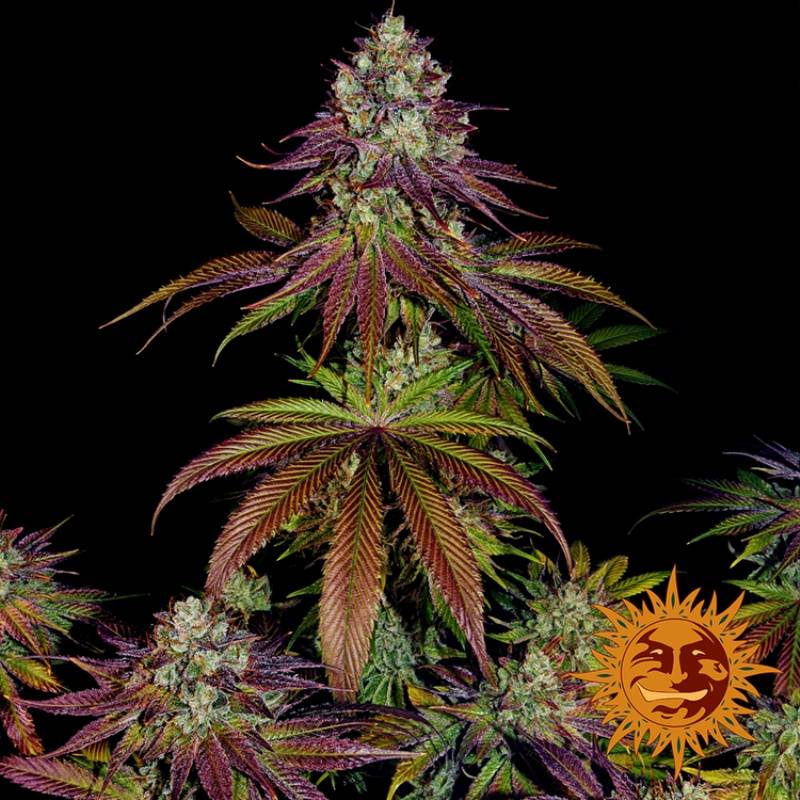 Mimosa Evo Feminizada de Barney's Farm
