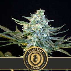 Guanabana Feminizada de Blimburn Seeds