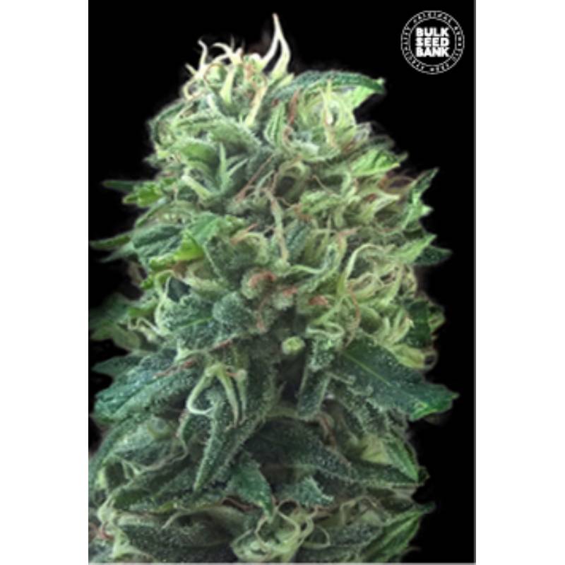 Green Scout Cookies de Bulk Seeds Bank