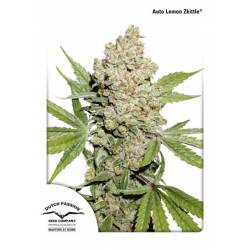 Auto Lemon Zkittle de Dutch Passion