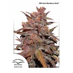 CBD Auto Blackberry Kush de Dutch Passion