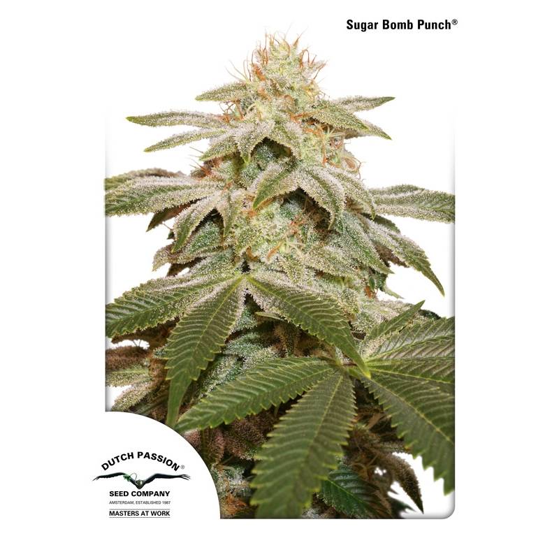 Sugar Bomb Punch de Dutch Passion