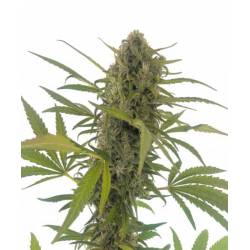 Gorilla Snow Ultra Cbd de Elite Seeds