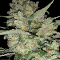 Critical de Exclusive Seeds