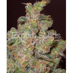 Cheese de Expert Seeds