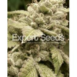 Gorilla Glue # 4 X White Widow de Expert Seeds